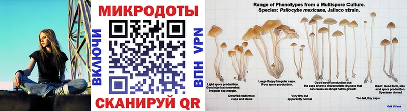mega рабочий сайт  Петровск-Забайкальский  Псилоцибиновые грибы Cubensis 